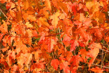 Naklejka na ściany i meble red leaves in autumn