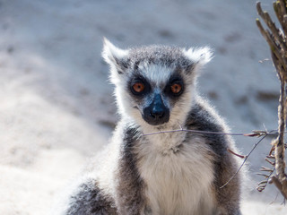 Sitzendes Katta, das aufmerksam in die Kamera schaut