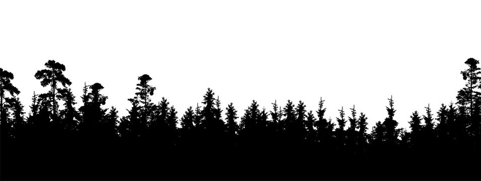 Realistic silhouette of tree top in coniferous forest, with space for text - Isolated on white background
