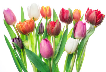Colorful bouquet of tulips on white background.
