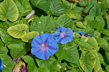Pflanzen und Blumen der Insel Kreta