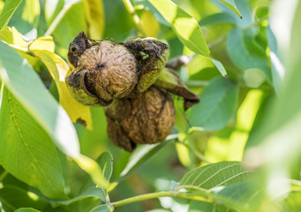 Walnut on the branch of the walnut tree falls out of the shell.