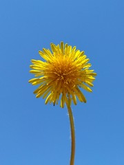 dandelion