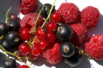 Beriies on white on a sunny day