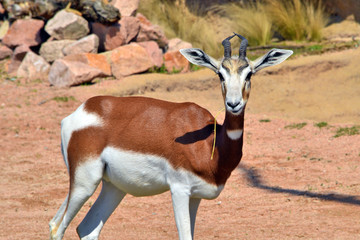 una gazzella in primo piano