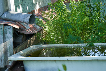 Old bath in the garden to collect rainwater