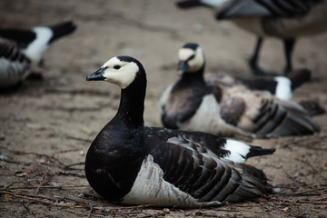 Barnacle goose (Branta leucopsis)