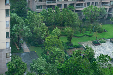 trees being blown in a strong storm