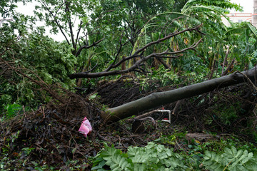 broken trees after a strong storm went through