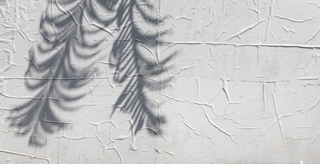 shadow from exotic tropical palm leaves on white