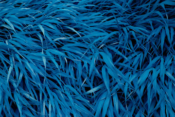 Dense Lush Blue Colored Grass Texture Close Up Background