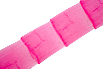 Tapeworm (Parasitic flatworm) of cattle and other grazing animals.