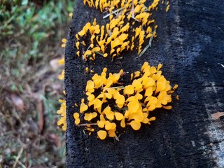 rotten wood tree stump with orange fungus