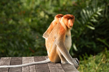 Proboscis Monkey, Nasalis Larvatus ou singe à long nez, est un singe arboricole brun rougeâtre de l& 39 Ancien Monde endémique de l& 39 île sud-est de Bornéo