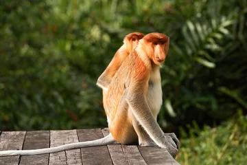 Cercles muraux Singe Proboscis Monkey, Nasalis Larvatus ou singe à long nez, est un singe arboricole brun rougeâtre de l& 39 Ancien Monde endémique de l& 39 île sud-est de Bornéo