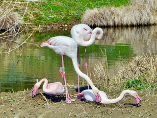 gruppo di fenicotteri rosa