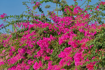 Pflanzen und Blumen der Insel Kreta