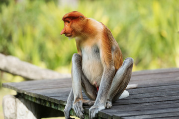 Proboscis Monkey, Nasalis Larvatus or long-nosed monkey, is a reddish-brown arboreal Old World monkey that is endemic to the southeast island of Borneo.