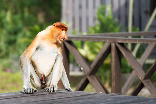 Proboscis Monkey, Nasalis Larvatus or long-nosed monkey, is a reddish-brown arboreal Old World monkey that is endemic to the southeast island of Borneo.