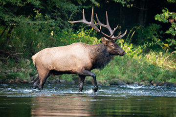 Elk in Forest River
