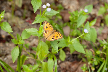 Peacock Pansy (Junonia almana javana)