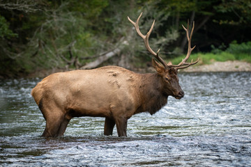 Naklejka na ściany i meble Elk in Forest River