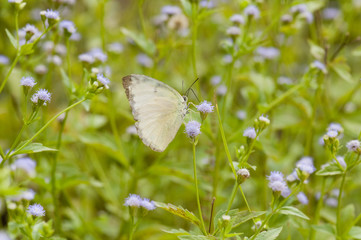 Female Lemon Emigrant (Catopsilia pomona)