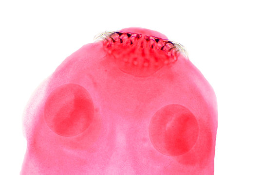 Tapeworm (Parasitic flatworm) of cattle and other grazing animals.