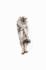 Maine Coon jumping and looking away, isolated on white studio