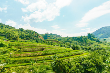 Rice fields in the mountain valley. Laos.