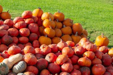 Tons of pumpkins on a meadow-autumn, halloween, thanksgiving 