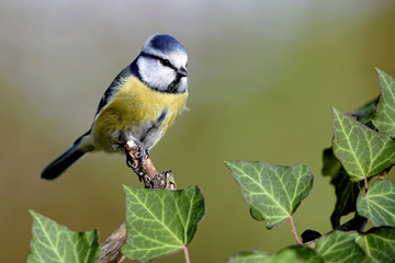  Blaumeise
