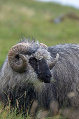 Färöer Inseln | Schafe