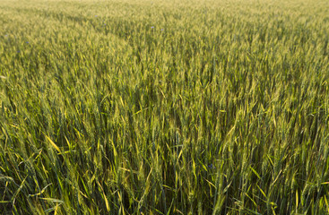 Young green wheat ears on a beautiful grain fields with a cloudy sky in a sunset. Ripening ears wheat. Agriculture. Growing a natural product.