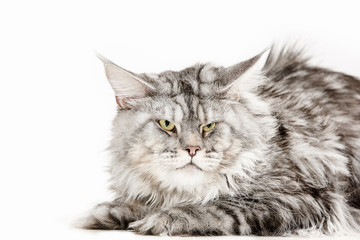 Maine Coon sitting and looking at camera isolated on white studio