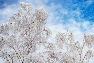 snowy tree in winter