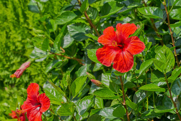 Pflanzen und Blumen der Insel Kreta
