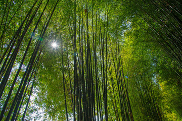 Fototapeta na wymiar Bamboo Garden forest,Chiang Mai, Thailand
