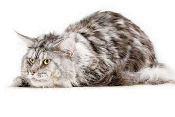 Maine Coon sitting and looking away, isolated on white studio