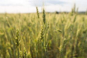 Close up on young green wheat ears on a beautiful field. Ripening ears wheat. Agriculture. Natural product. © Volodymyr_sh