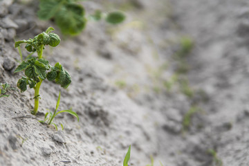 Young potato on soil cover. Plant close-up. The green shoots of young potato plants sprouting from the clay in the spring.