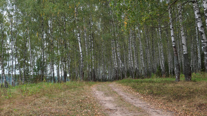 a path in a birch grove