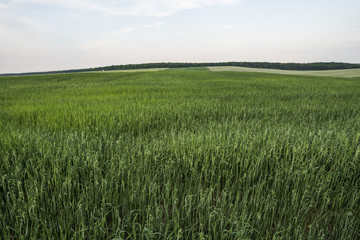 Green oat ears of wheat growing on the evening field in sunset. Agriculture. Nature product.