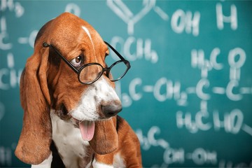 Math dog crazy glasses academic animal blackboard