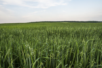 Green oat ears of wheat growing on the evening field in sunset. Agriculture. Nature product.