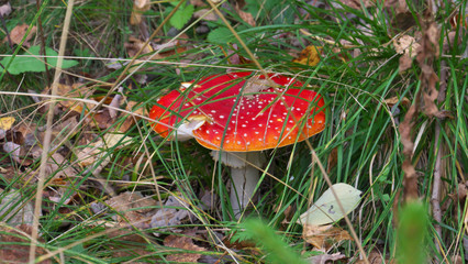 amanita mushroom
