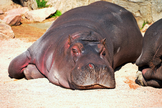 ippopotamo sdraiato al sole