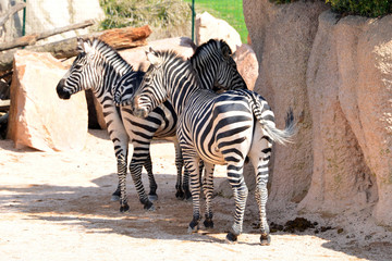 Fototapeta na wymiar zebra in piedi in primo piano