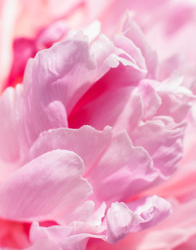 pink plower close up