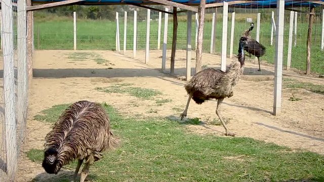 Small emu farm with running, "dancing" emu pairs